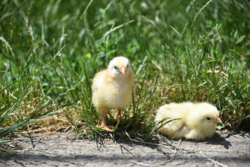 Two cute yellow chicks in grass, small chicks in summer. Photo 