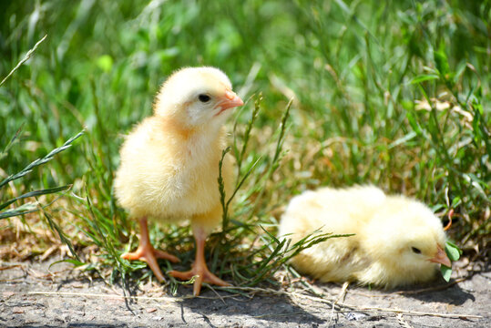 Two cute yellow chicks in grass, small chicks in summer. Photo 