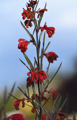 Vibrant red flowers of the Australian native Red Ochre Spider Flower, Grevillea bronwenae, family Proteaceae. Slender erect shrub endemic to sclerophyll forest of southwest Western Australia. 