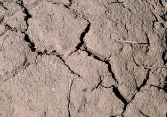 Background texture of dry natural land