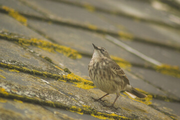 Dunnock on a roof