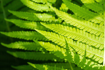 Fern leaves. Green fern outdoors. Beautiful leaves of a forest plant