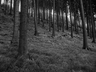 Forest or Woodland Landscape near Karlovy Vary, Bohemia, Czech Repoblic, in monochrome Black and White