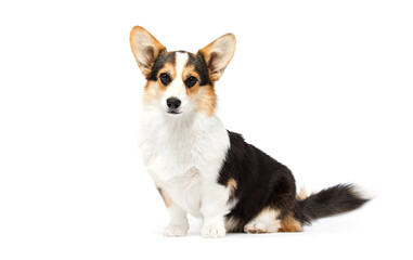 corgi dog sitting on white background