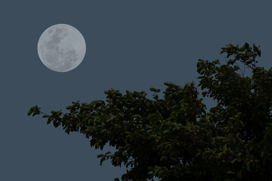 Full moon on sky with tree branch silhouette in the night.