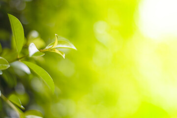 Blurred image. Green leaf nature used for background.