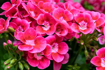 pink geranium flowers on a background of green leaves