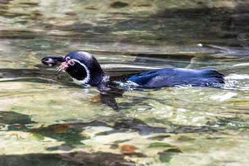 Fototapeta premium Swimming humboldt penguin (Spheniscus humboldti) is a medium-sized penguin from South America