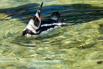 Naklejka premium Swimming humboldt penguin (Spheniscus humboldti) is a medium-sized penguin from South America