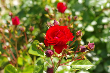 真紅の情熱的なバラの花