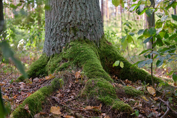 roots of tree