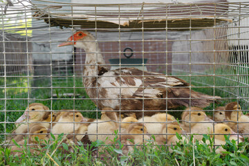 ducklings with a duck in a cage