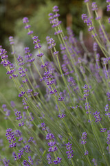 Obraz premium lavender field in region