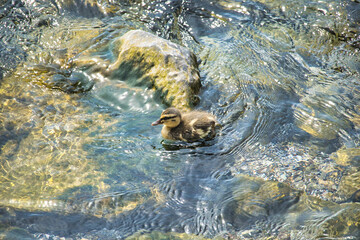 Duckling swimming by a rock