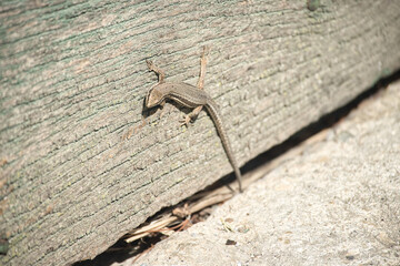 Small Lizard on Wood Plank