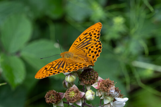 silver-washed fritillary (Argynnis paphia) in a forest near Verdun, France