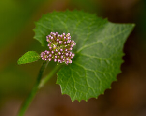 Macrophotographie de fleur sauvage - Adénostyle à feuilles d’Alliaire - Adenostyles alliariae