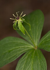 Macrophotographie de fleur sauvage - Parisette à quatre feuilles - Paris quadrifolia