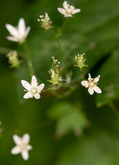Macrophotographie de fleur sauvage - Saxifrage à feuilles rondes - Saxifraga rotundifolia