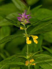Macrophotographie de fleur sauvage - Melampyre des bois - Melampyrum nemorosum