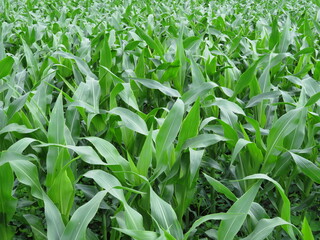 planting green corn natural food leaves bottom