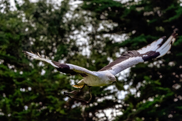 Flying palm-nut vulture (Gypohierax angolensis) known as vulturine fish eagle