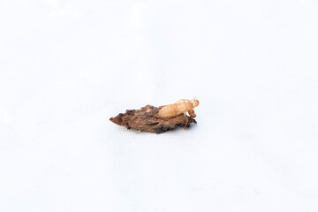 Cicada stains. Beautiful scene macro insect molting cicada on tree in nature. Cicada insect stick on bark. Cicada metamorphosis grow up to adult insect on white background ground.