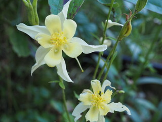 Yellow columbine in garden