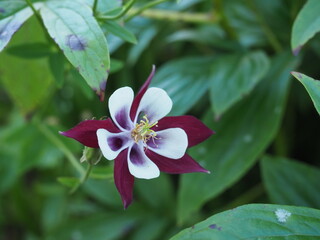Purple columbine