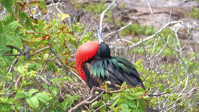 Frigate birds in the Galapagos island in Ecuador in South America. The males inflate red gular pouch during the breeding season to attract females. Shot in the Genovesa island
