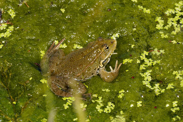 Frosch tarnt sich im Tümpel