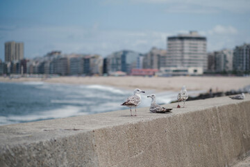 Obraz premium Seagulls on the Sea pier, with the city in the background in a blur.