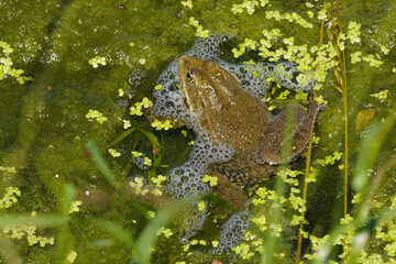 Wasserfrosch in einem Tümpel