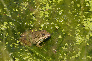 Wasserfrosch in einem Tümpel