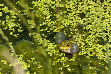 Wasserfrosch in einem Tümpel