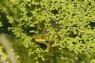 Wasserfrosch in einem Tümpel