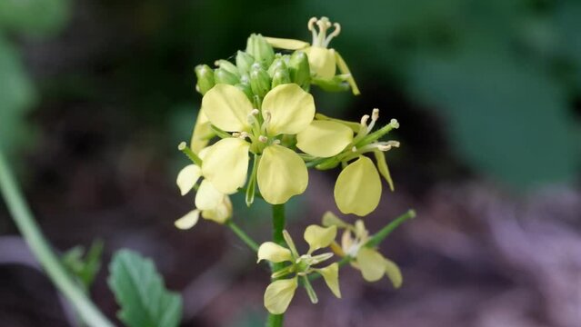 White mustard or Sinapis alba yellow flowers