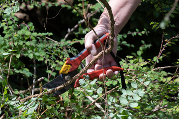 Someone cuts a lignified branch of a shrub with loppers. Garden maintenance, pruning
