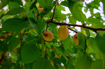 pears on tree