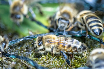 close up of a bee on a branch