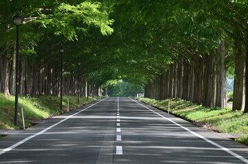 メタセコイヤ並木