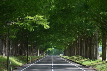 メタセコイヤ並木