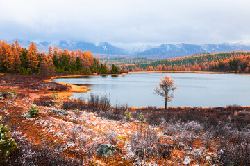 Kidelu lake in Altai mountains, Siberia, Russia. Yellow autumn trees and snow-covered mountains. Beautiful autumn landscape. - obrazy, fototapety, plakaty