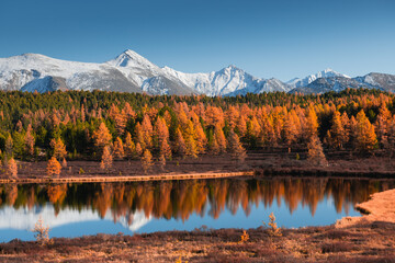 Beautiful lake in autumn Altai mountains, Siberia, Russia. Snow-covered mountain peaks and yellow autumn forest. Beautiful autumn landscape.