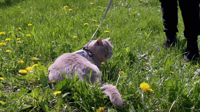 Child Walking a Gray British Cat on a Leash Outdoors in Green Grass. Pets walking. Back view. A scared cat sitting in grass, in flowers in sun. Meadow, dandelions. Sunshine. Springtime. Nature. 4K.