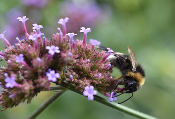Hummel auf einer Verbene-Blüte