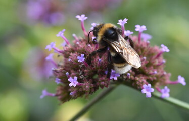 Hummel auf einer Verbene-Blüte
