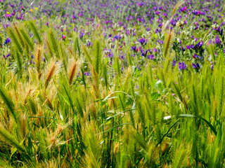 Beautiful spring meadow with lush green grass, spikelets and small bright blue flowers. Floral background