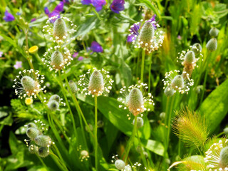 Flowering plantain, Plantago lanceolata. Small white flowers close-up, bright green leaves, spikelets. Spring meadow on a sunny day.