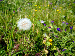 White, fluffy, round dandelion on a green meadow. Floral background.